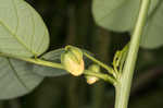 Sicklepod <BR>Coffeeweed